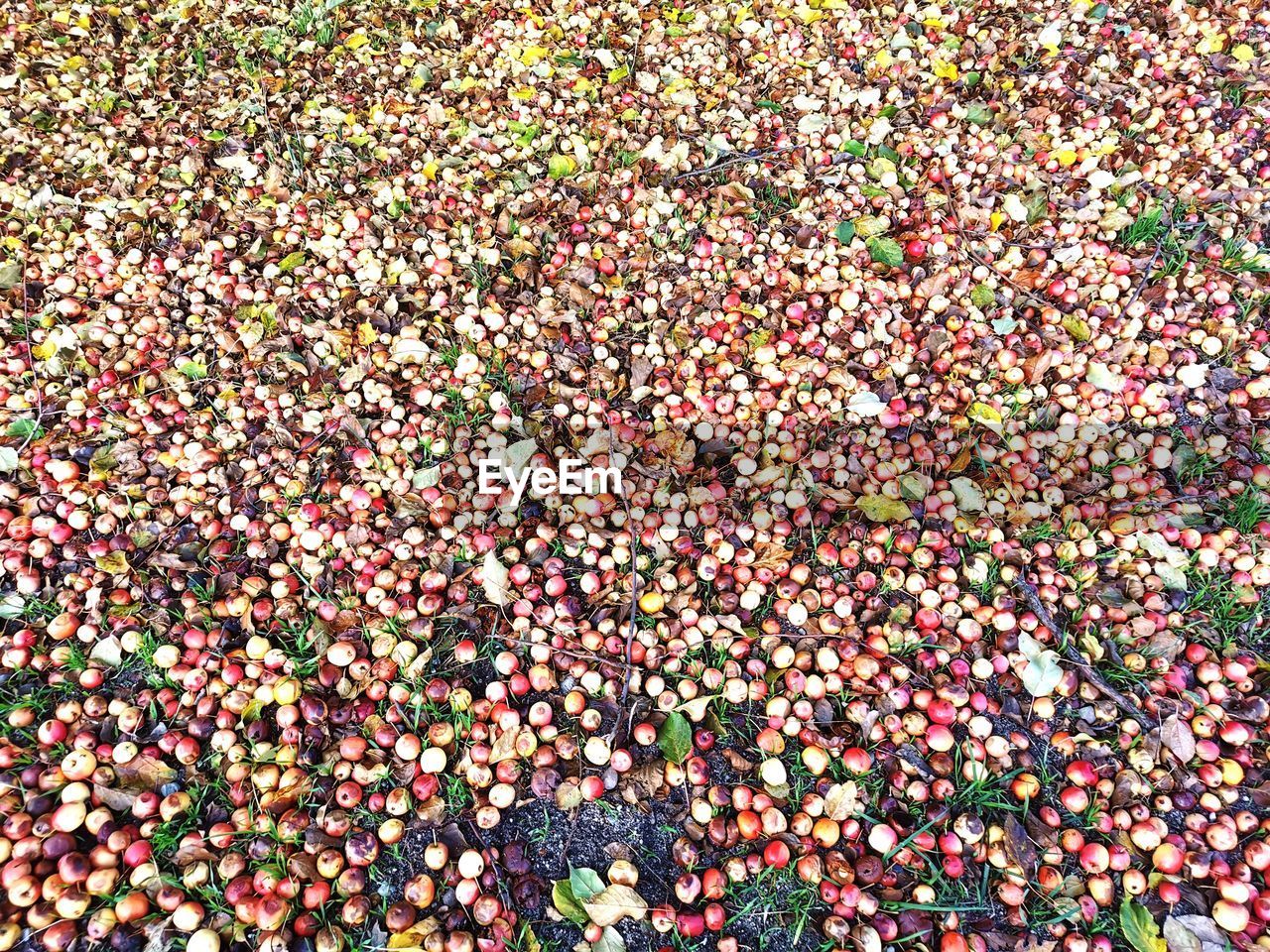 HIGH ANGLE VIEW OF MULTI COLORED CANDIES ON FIELD