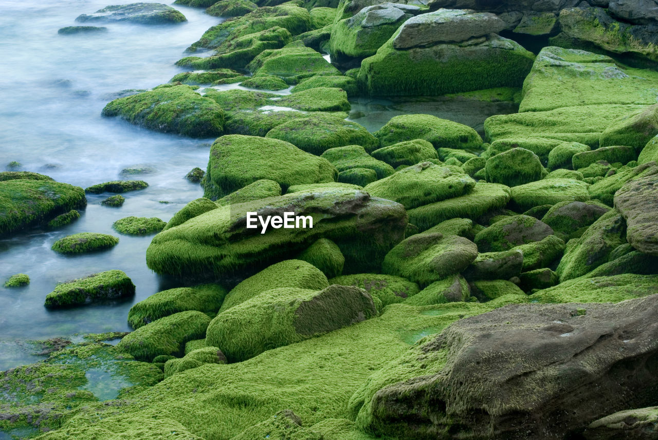 High angle view of green moss covered rocks in river