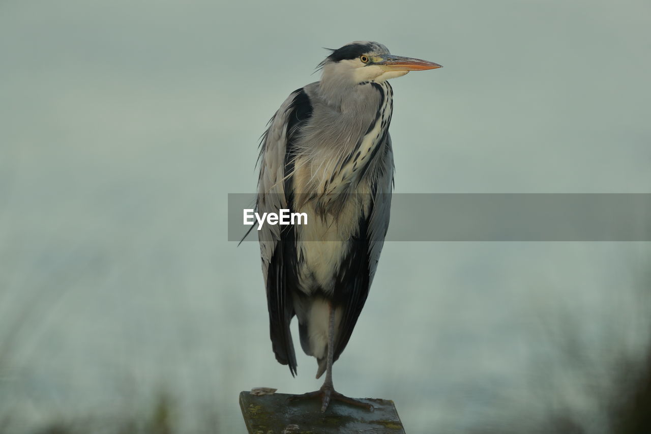 A grey heron up close