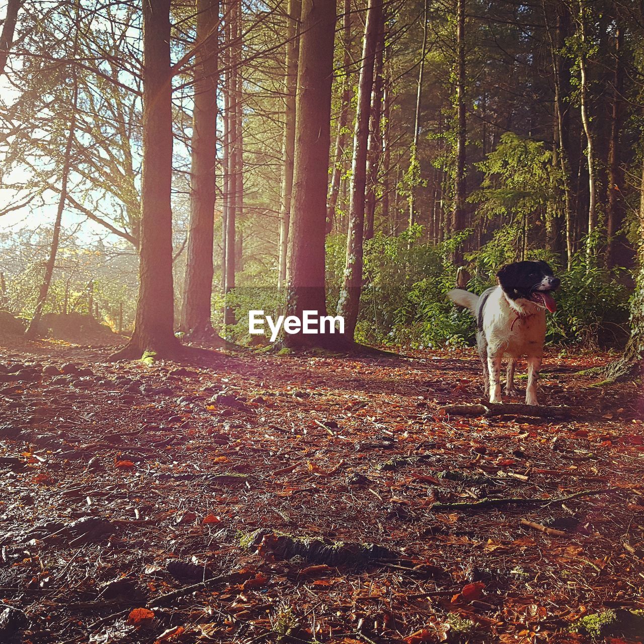 MAN STANDING AMIDST TREES IN FOREST