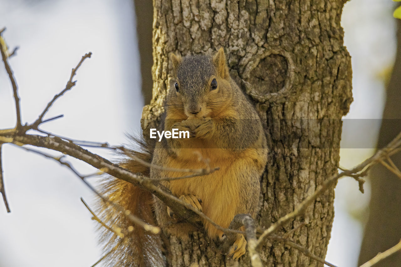 CLOSE-UP OF SQUIRREL ON TREE