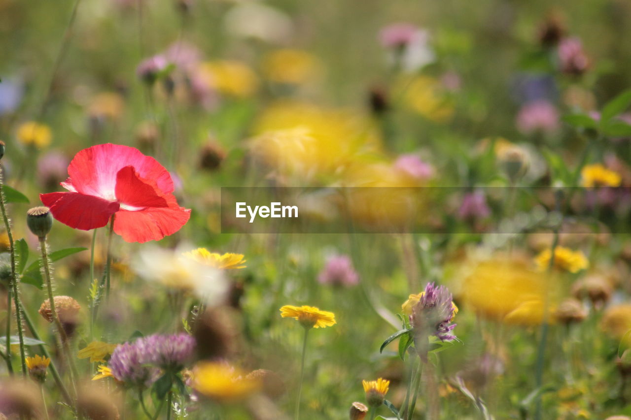 Close-up of flowering plant on field