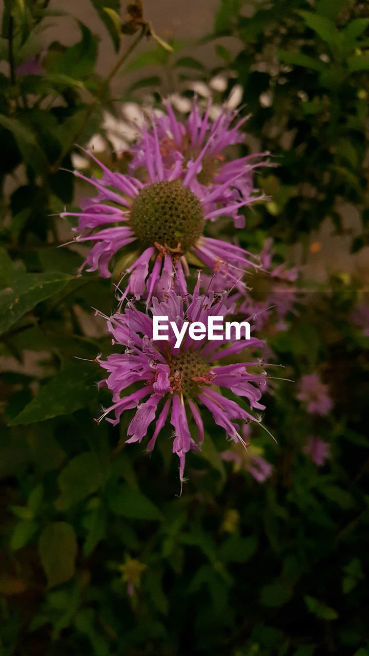 PURPLE FLOWERS BLOOMING OUTDOORS
