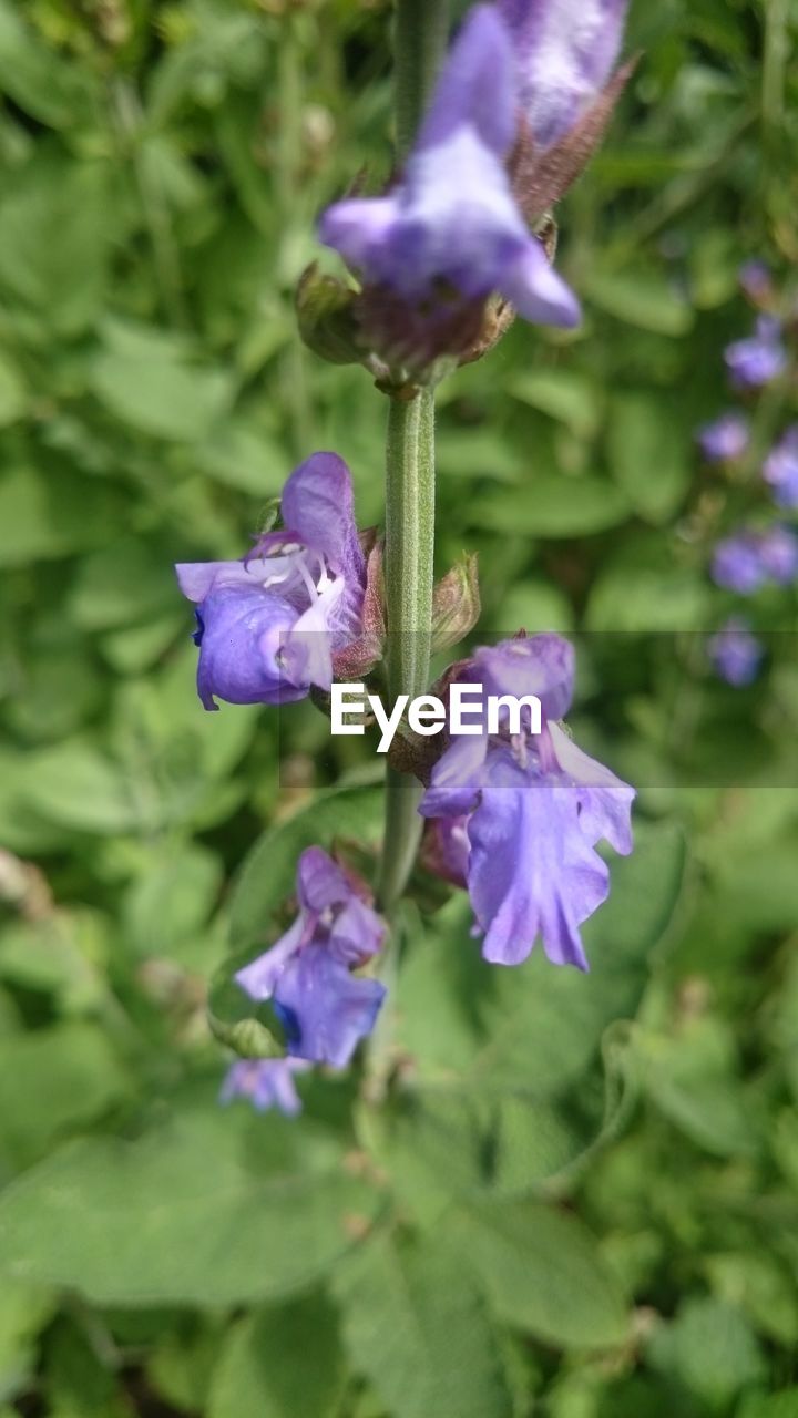 Close-up of purple flowers