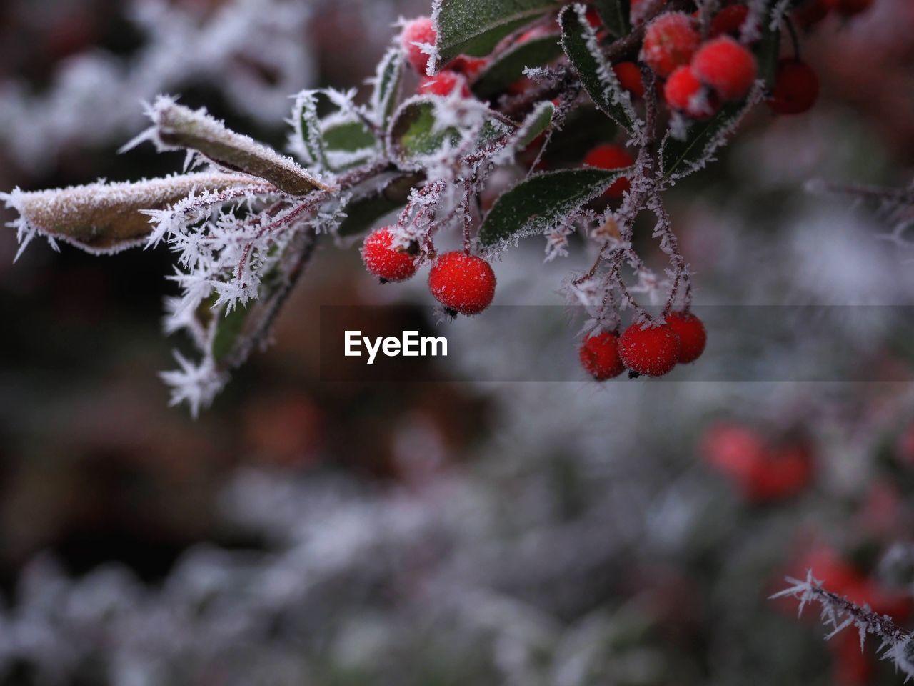 winter, cold temperature, fruit, snow, frost, tree, branch, plant, nature, red, frozen, berry, food and drink, food, ice, healthy eating, leaf, no people, flower, focus on foreground, close-up, beauty in nature, twig, outdoors, macro photography, day, freshness, coniferous tree, environment, plant part, growth, selective focus, pinaceae, land