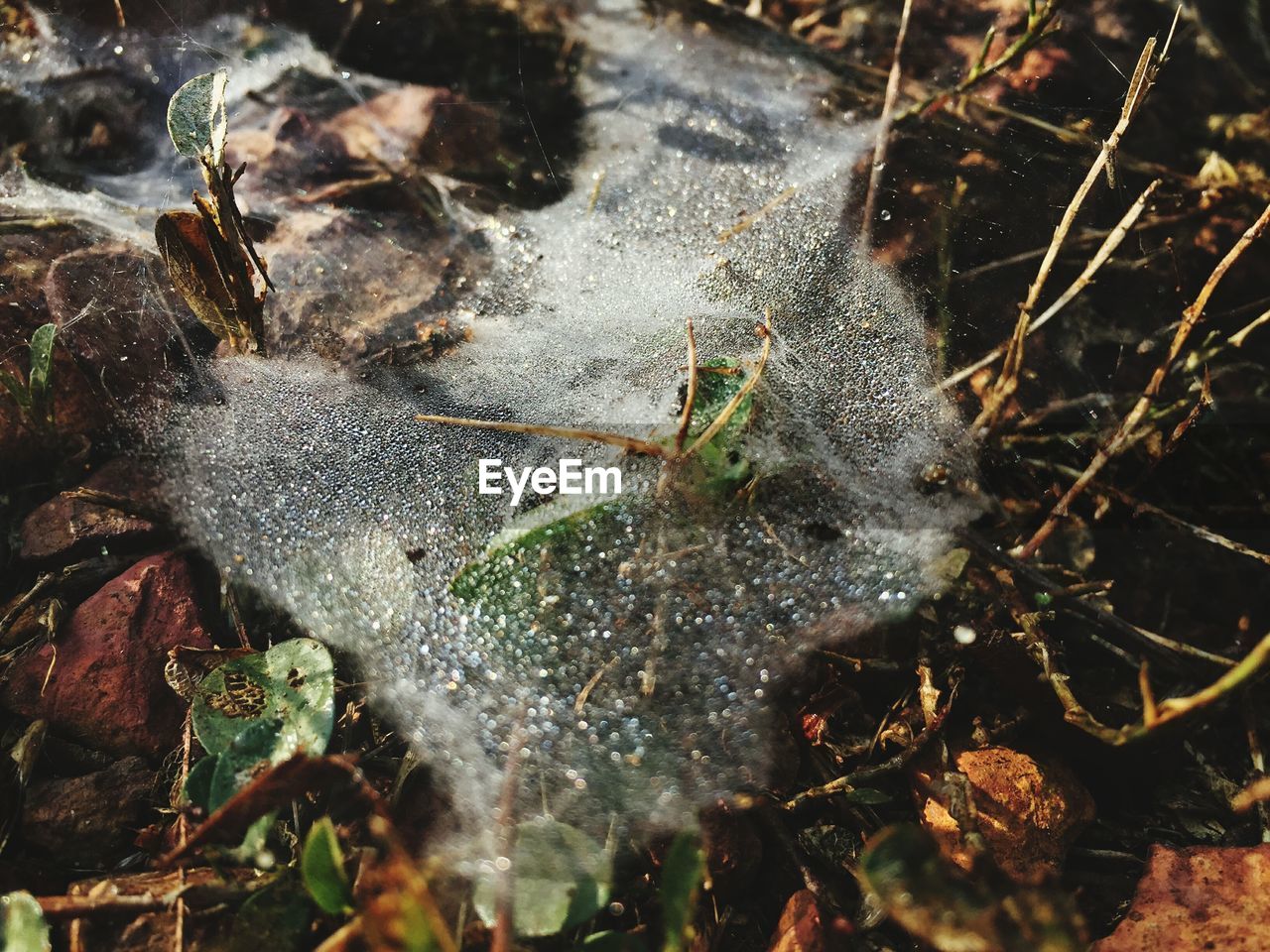 HIGH ANGLE VIEW OF FROZEN SPIDER WEB ON WET FIELD