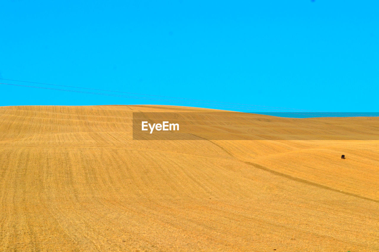 Scenic view of wheat field against clear blue sky