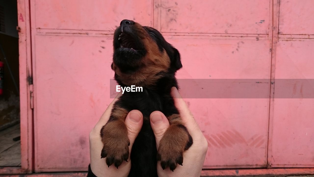 Cropped hand of person holding puppy