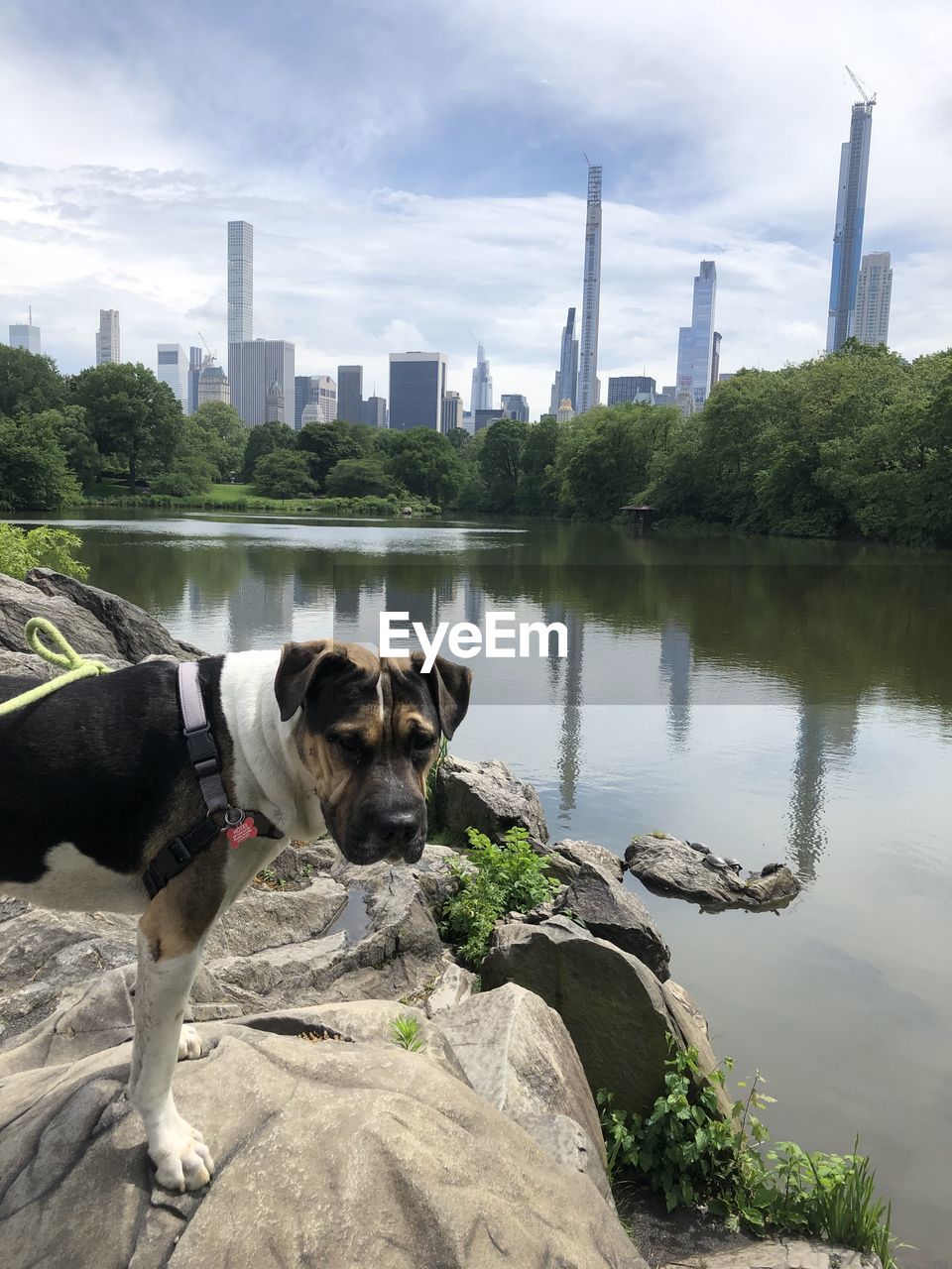 DOG LOOKING AT RIVER