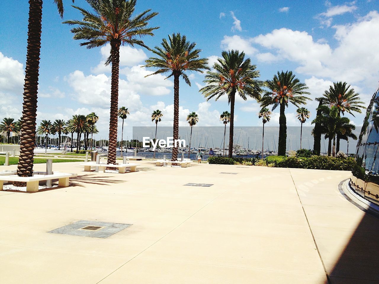 Palm trees by footpath leading sea