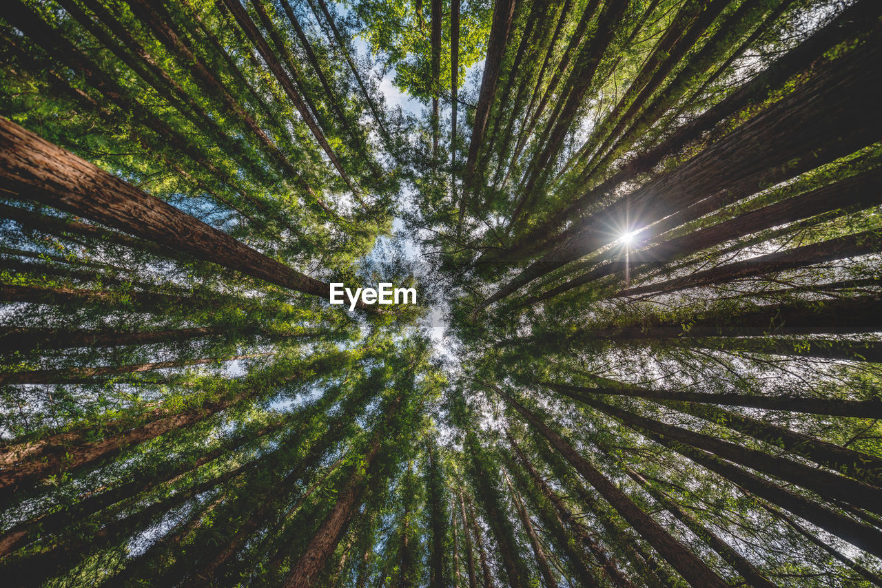 LOW ANGLE VIEW OF SUNLIGHT STREAMING THROUGH TREE