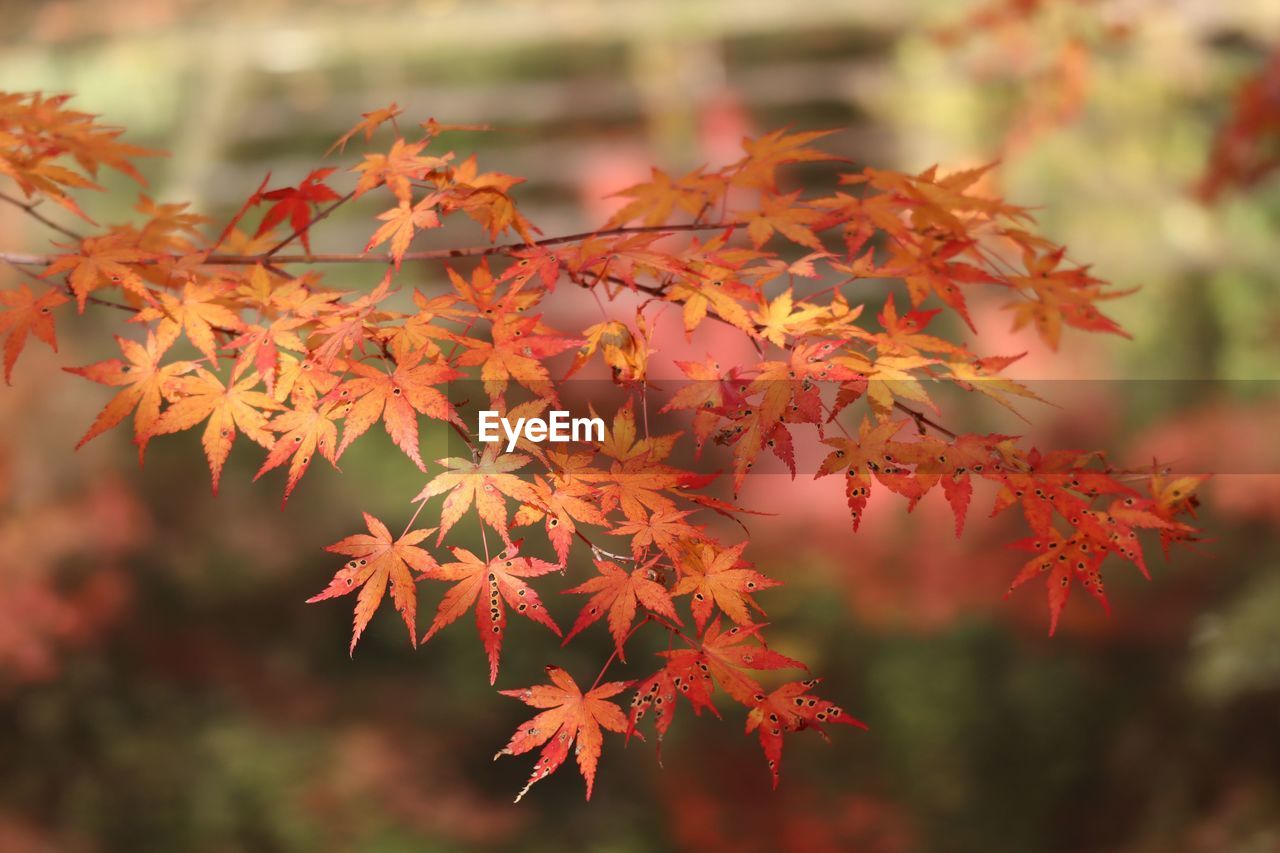 CLOSE-UP OF MAPLE LEAVES ON BRANCH