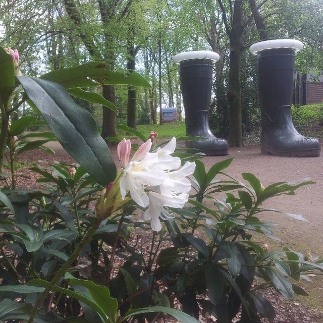 CLOSE-UP OF WHITE FLOWERS BLOOMING IN YARD