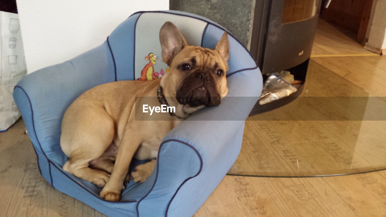 CLOSE-UP PORTRAIT OF DOG RELAXING ON SOFA