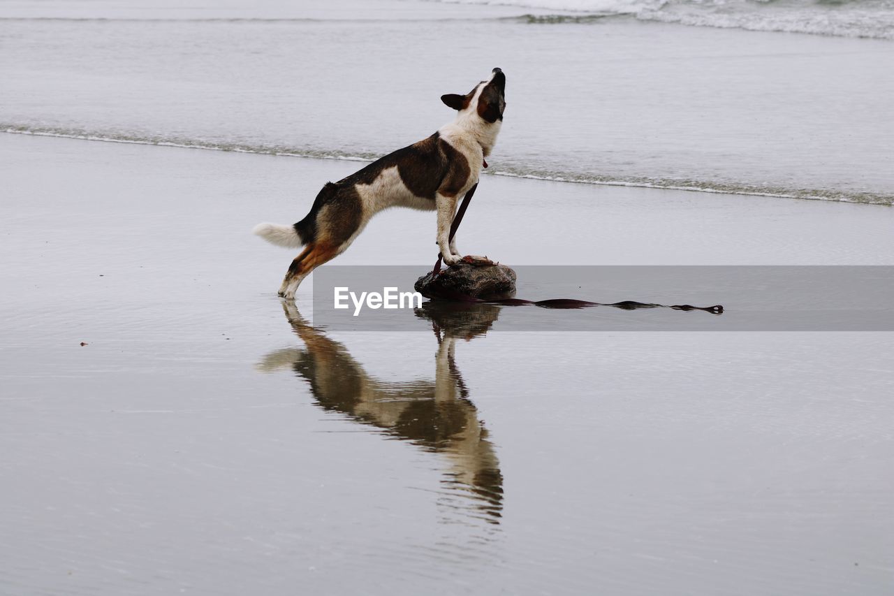 Dog standing on log in the ocean