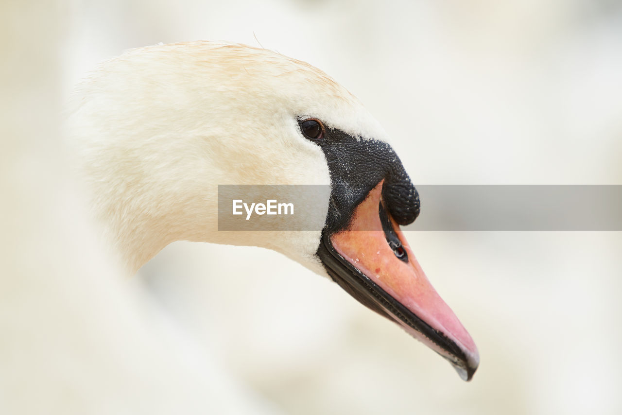CLOSE-UP OF SWAN ON WHITE BACKGROUND