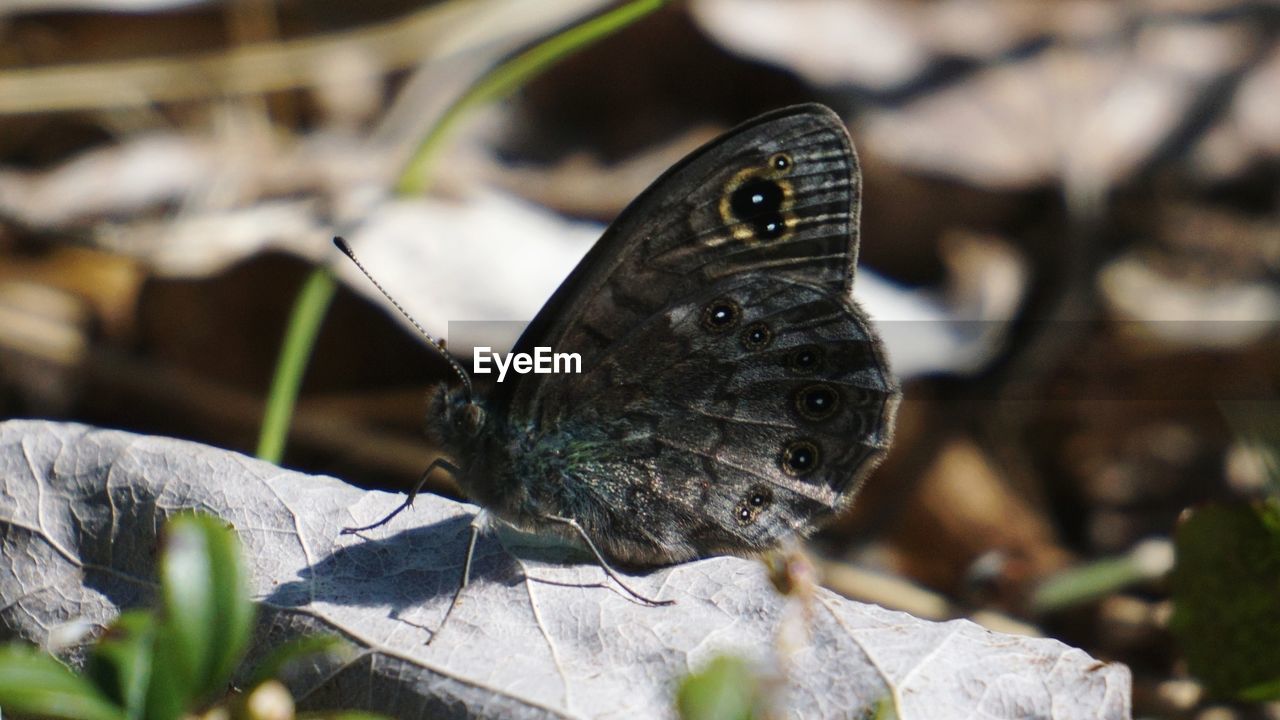 nature, animal themes, animal, animal wildlife, one animal, animal wing, wildlife, insect, close-up, macro photography, butterfly, moths and butterflies, beauty in nature, animal body part, no people, flower, plant, leaf, green, outdoors, day, focus on foreground, plant part