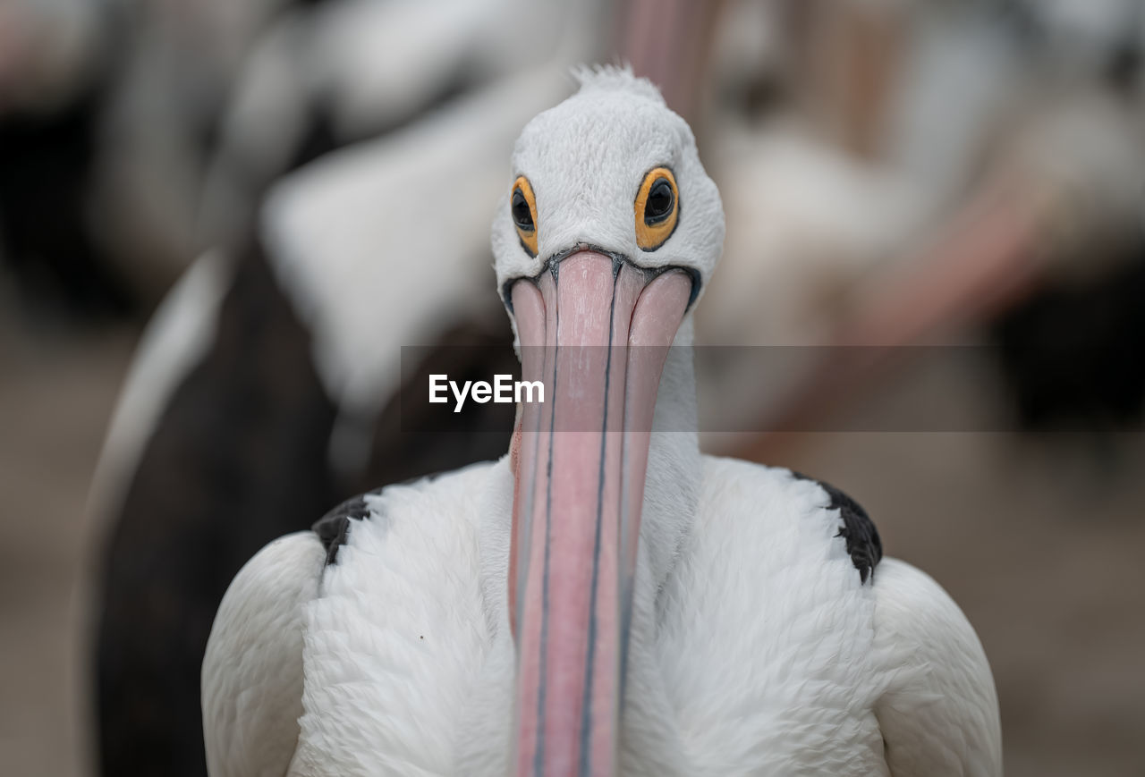 Close-up of pelican