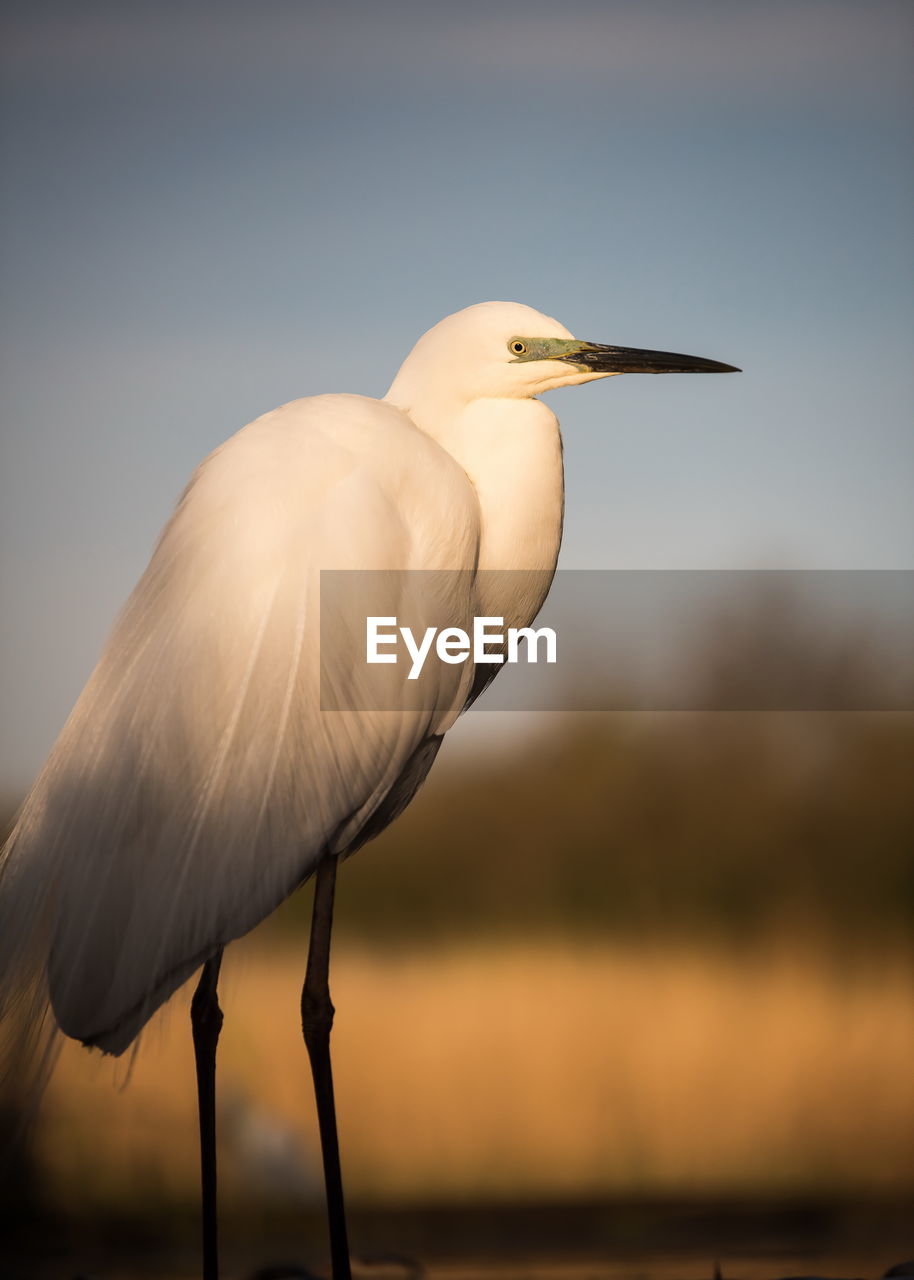 Great egret against sky