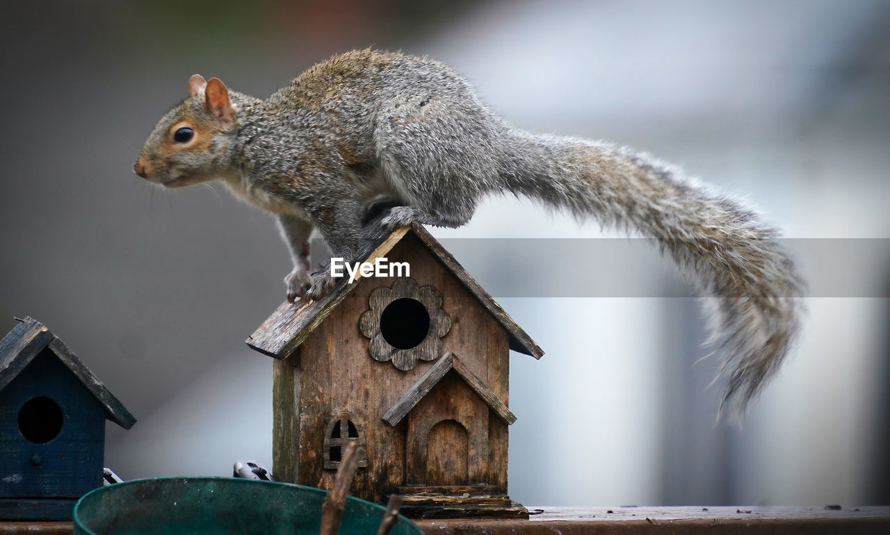 squirrel on tree