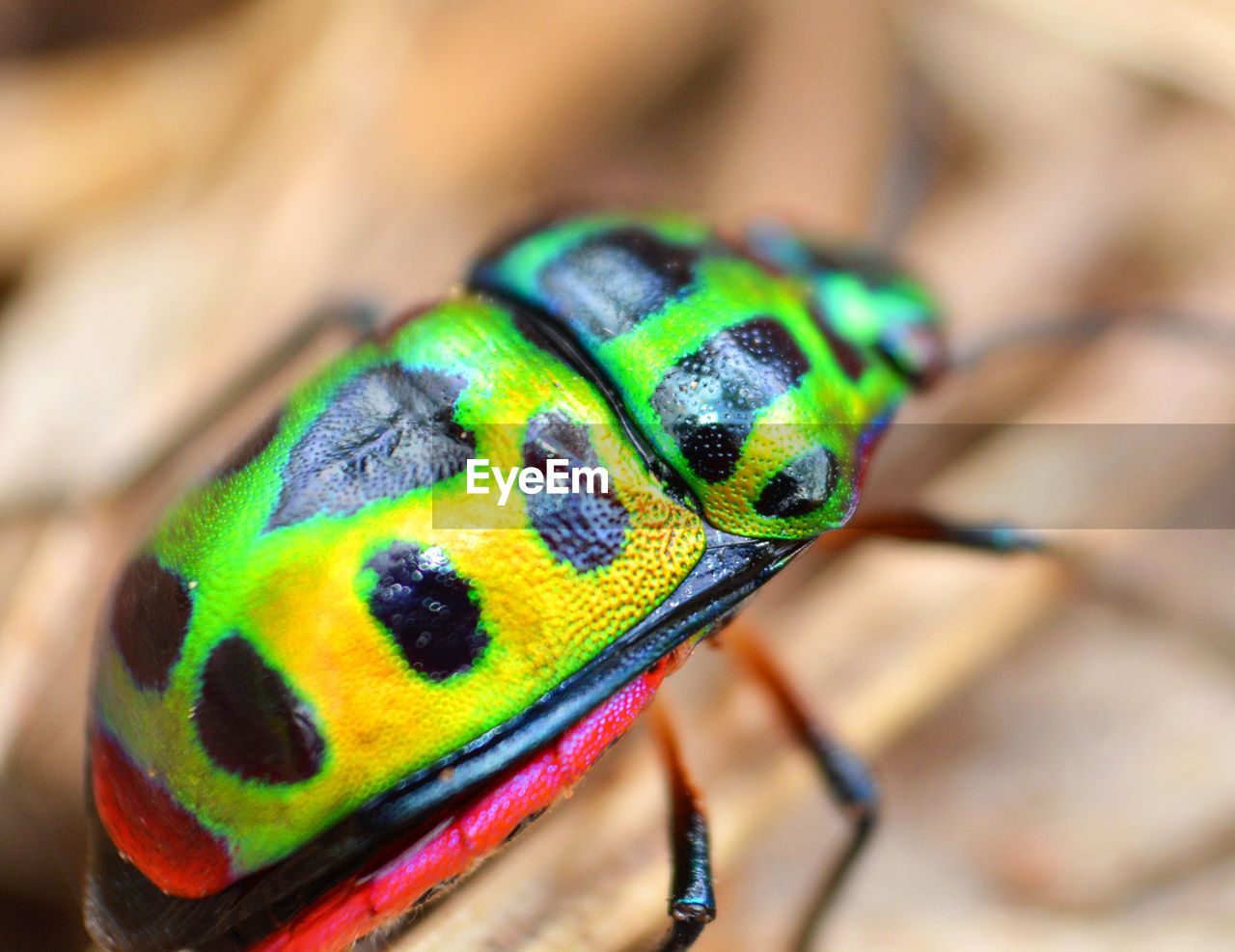 CLOSE-UP OF BUTTERFLY ON A LEAF