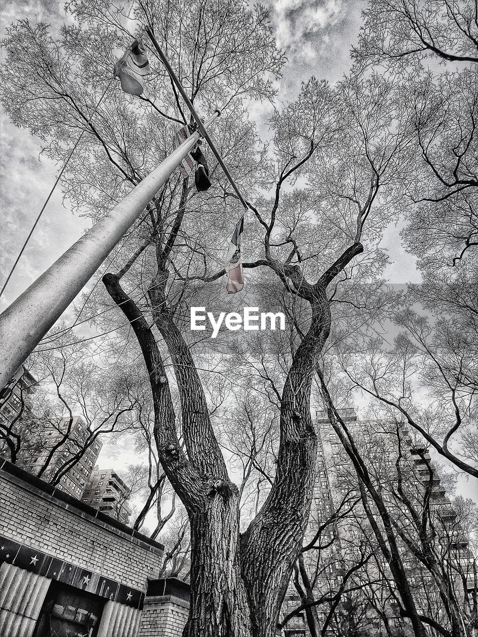 LOW ANGLE VIEW OF BARE TREE AGAINST SKY