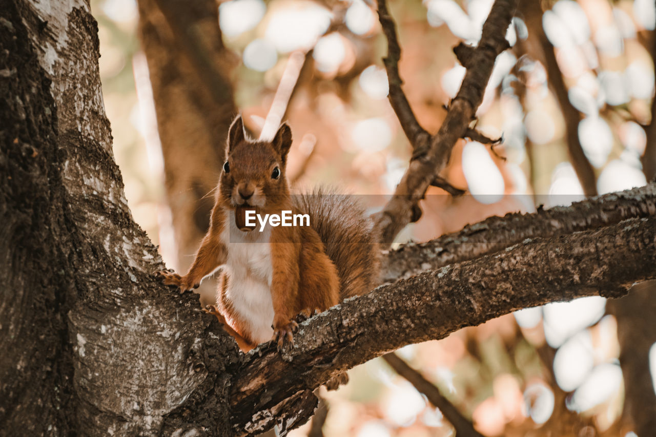 animal, animal themes, tree, mammal, branch, animal wildlife, nature, one animal, wildlife, plant, close-up, no people, squirrel, portrait, cute, outdoors, tree trunk, sitting, trunk, spring, looking at camera, autumn, young animal
