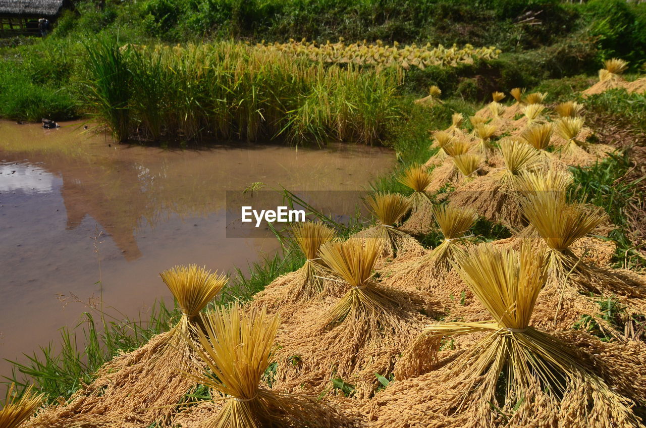 CLOSE-UP OF FRESH PLANTS BY WATER