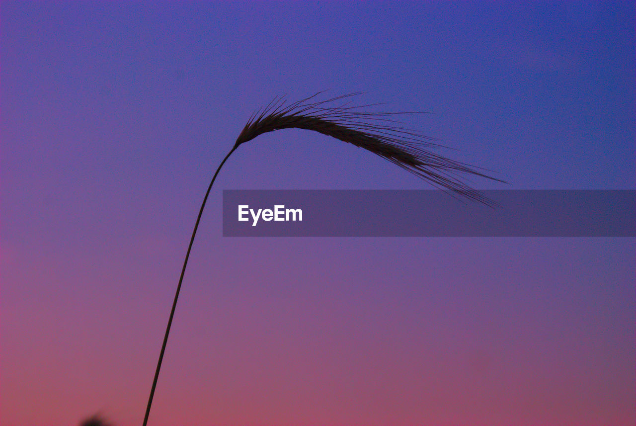 LOW ANGLE VIEW OF SILHOUETTE PLANT AGAINST SKY