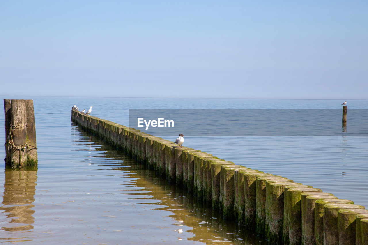 SEAGULLS PERCHING ON WOODEN POST