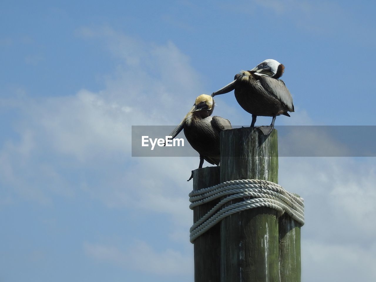 Low angle view of seagulls perching on wooden post against sky