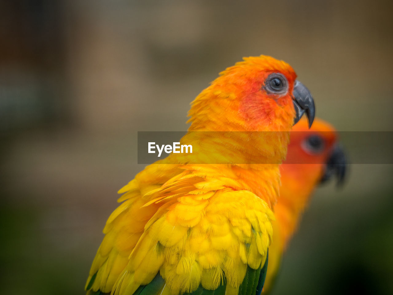 Close-up of sun parakeets looking away