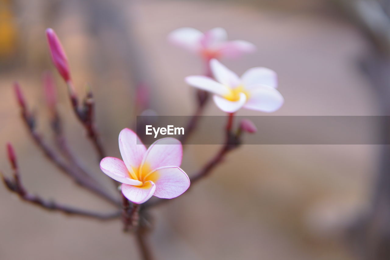 Close-up of pink flower