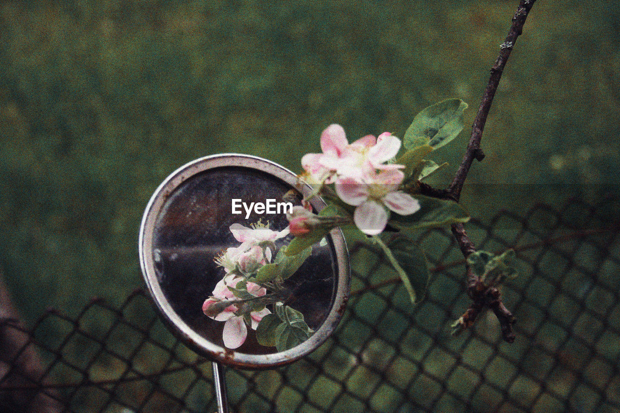 CLOSE-UP OF FLOWERS AGAINST BLURRED BACKGROUND