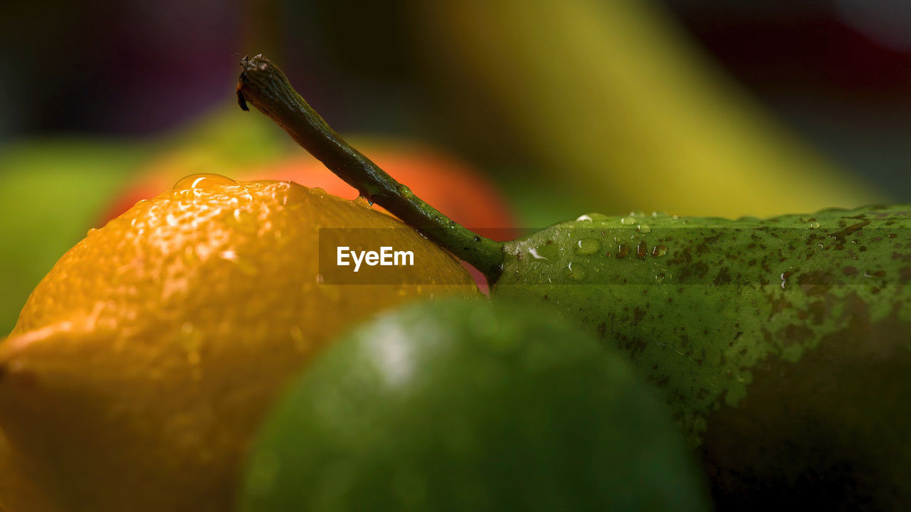close-up of orange fruit
