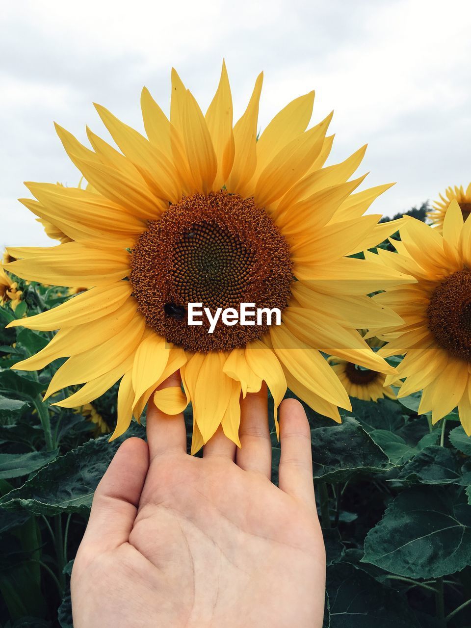 Cropped hand touching sunflowers against sky