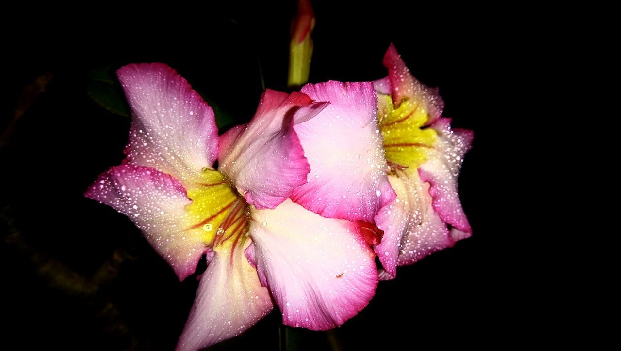 CLOSE-UP OF MULTI COLORED ORCHID