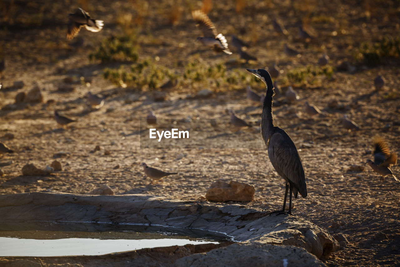 VIEW OF BIRD PERCHING ON LAND