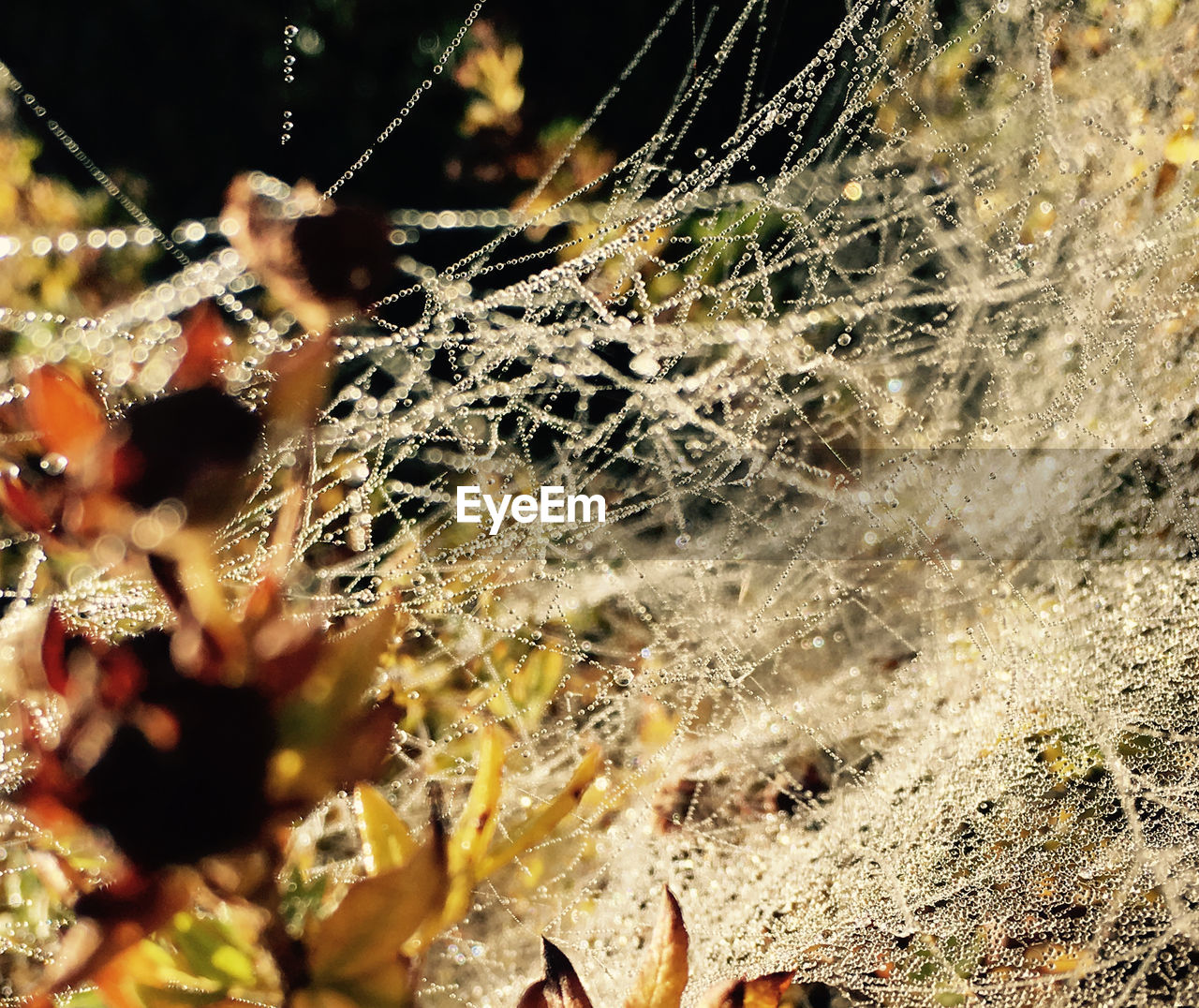 Close-up of spider on web