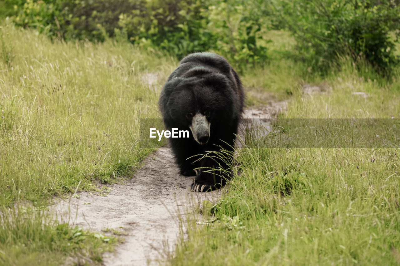 BLACK CAT ON GRASS