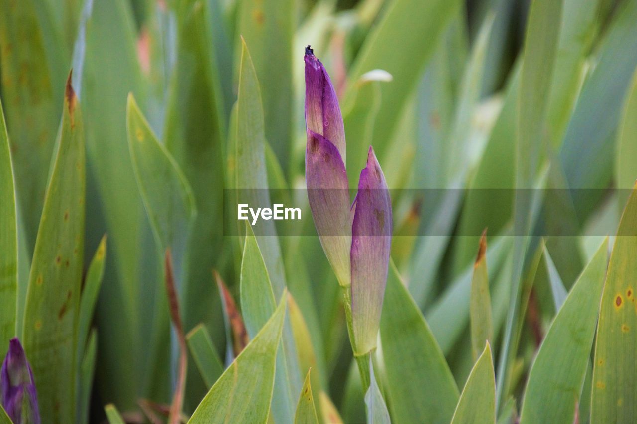 Close-up of purple flowering plant on field