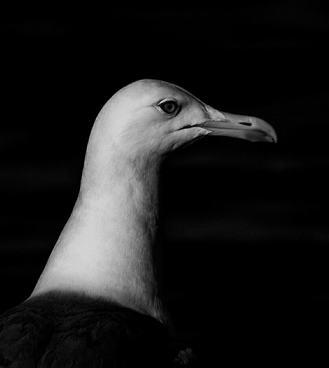 CLOSE-UP OF SWANS