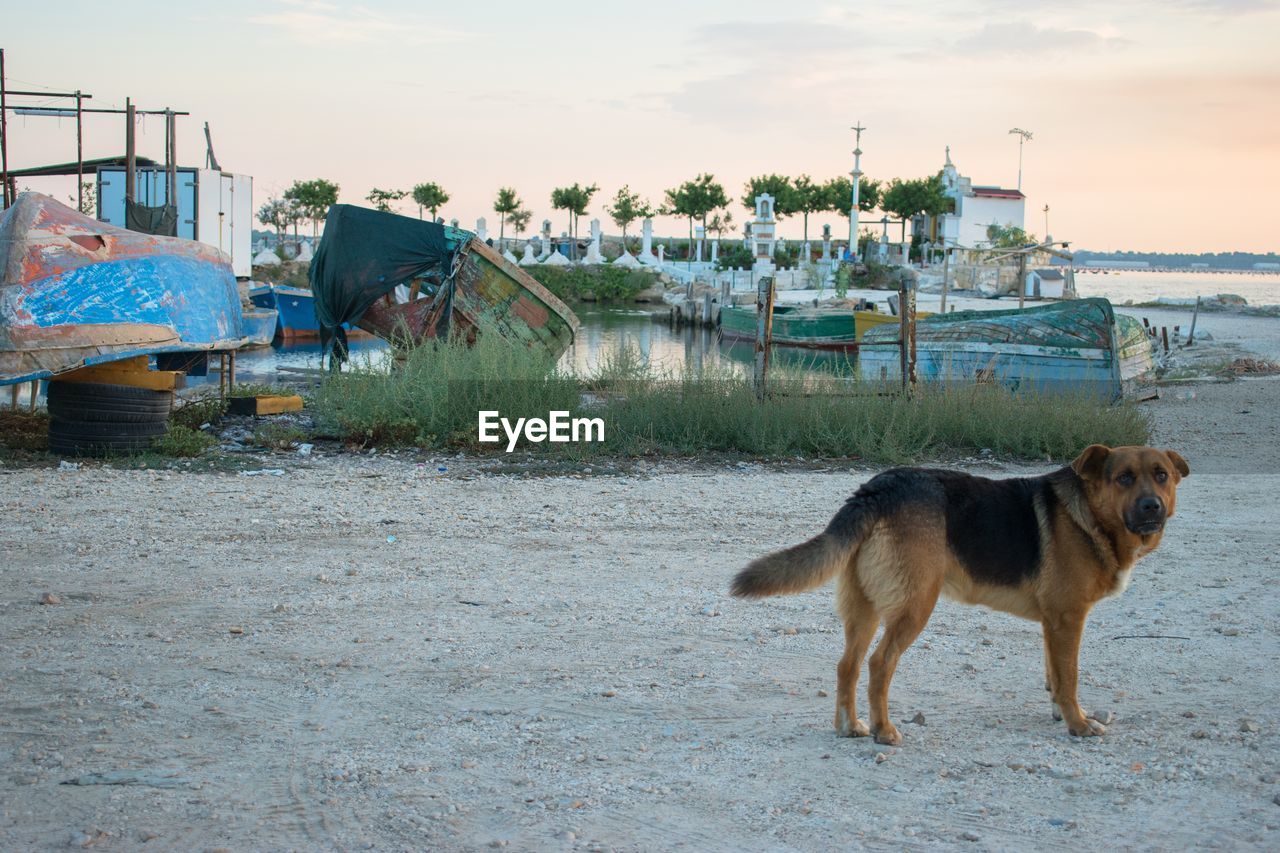 Dog standing on beach with old fishing port