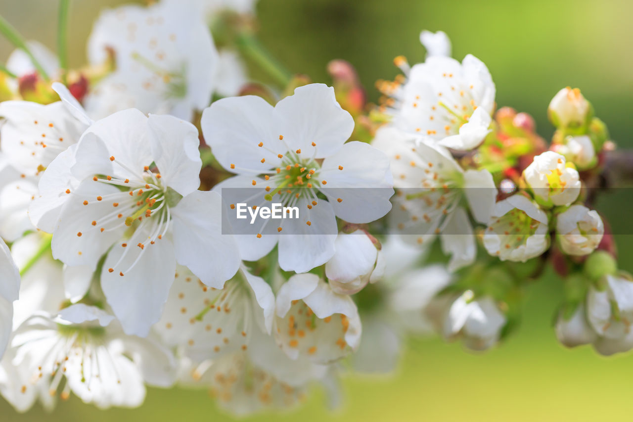 CLOSE-UP OF WHITE CHERRY BLOSSOM PLANT