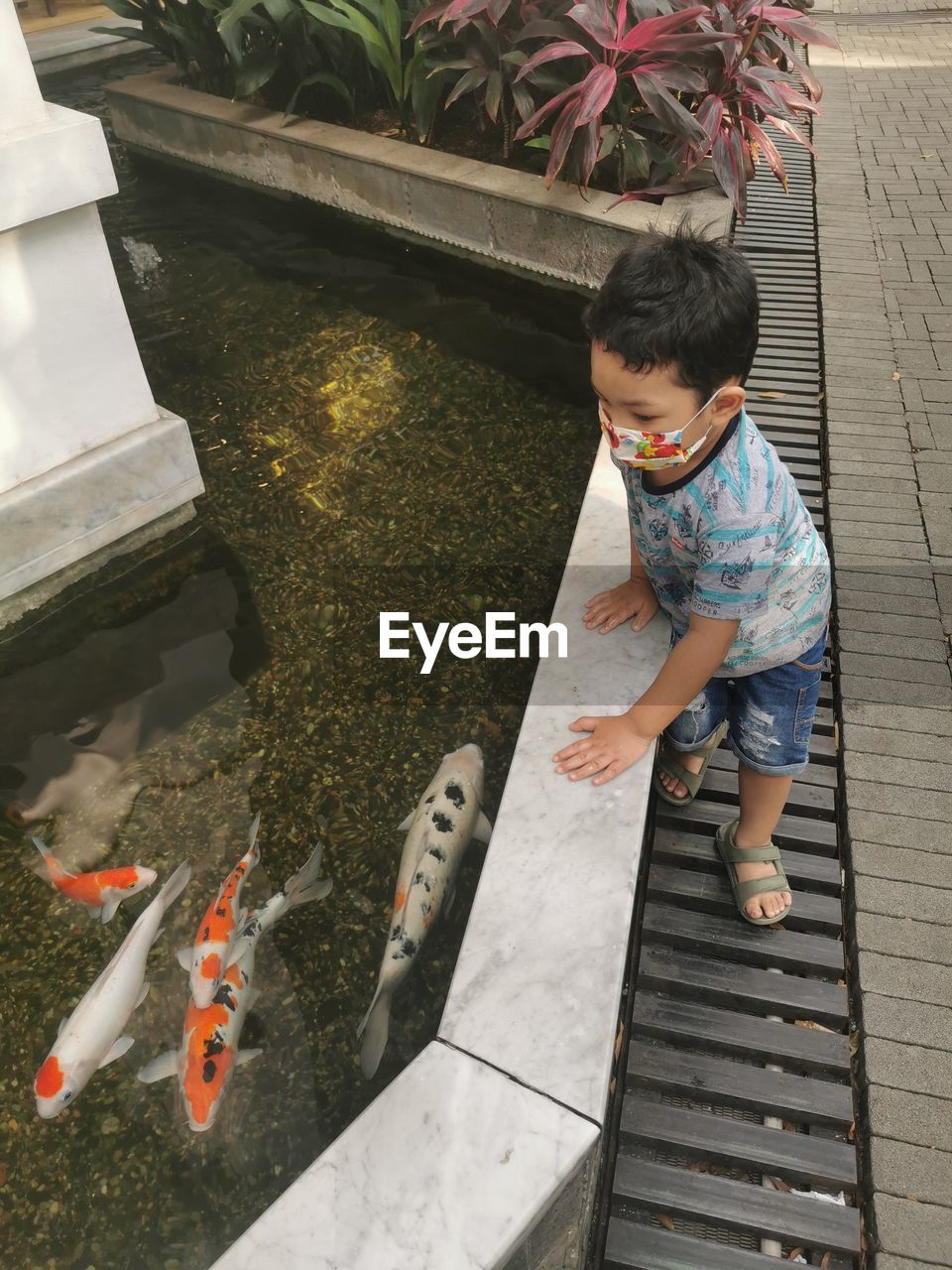 High angle view of boy looking at fish in water