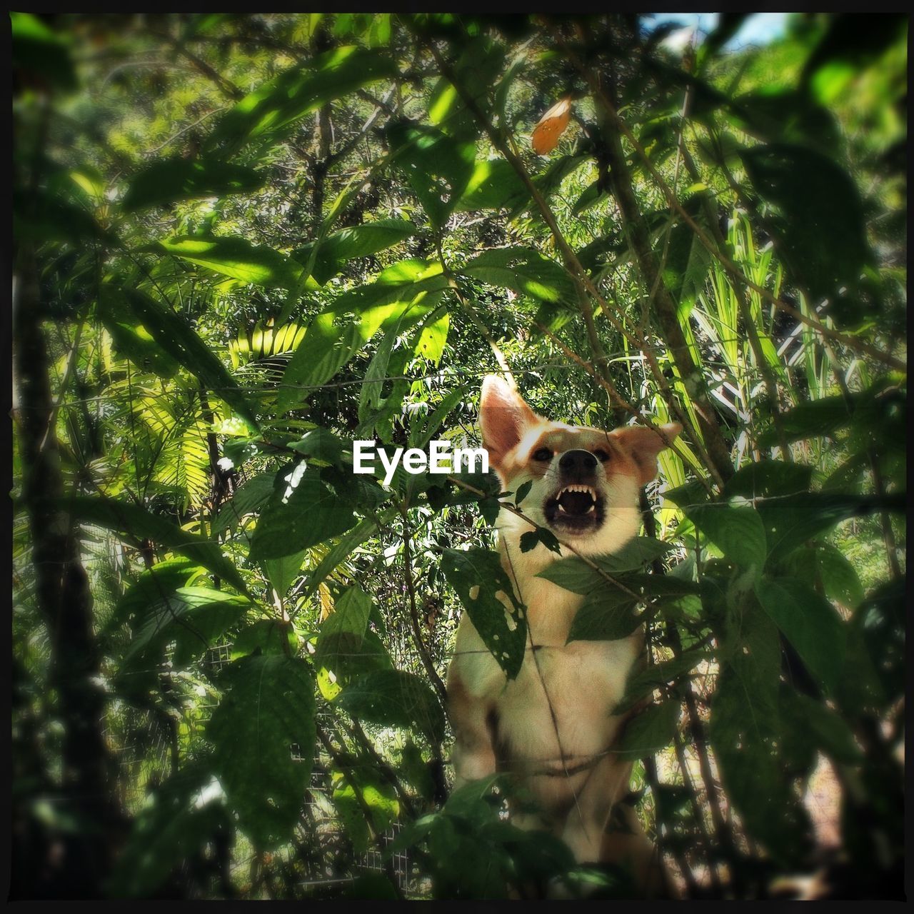 Dog in bushes