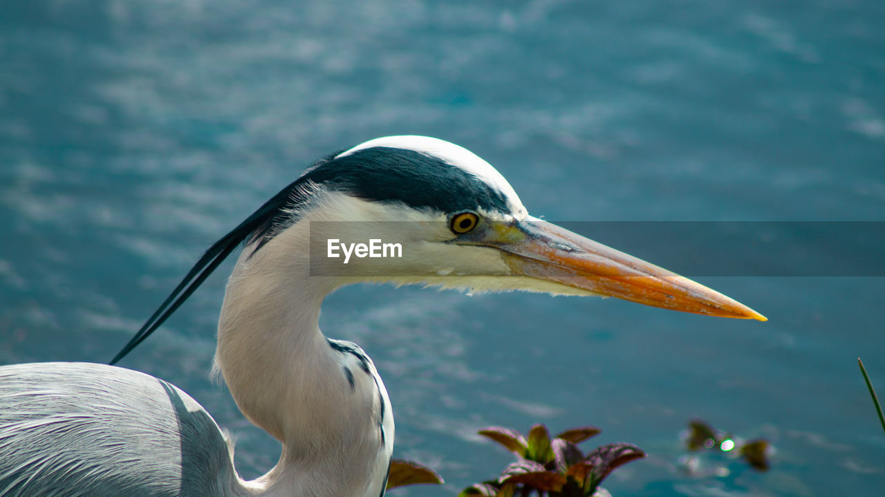 Close up view of large grey heron head