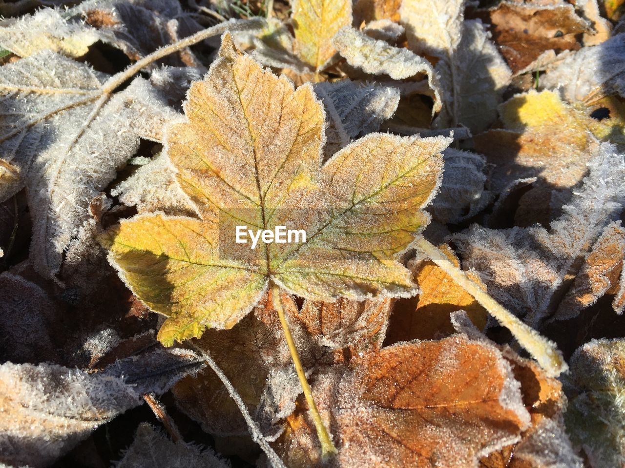 CLOSE-UP OF MAPLE LEAVES