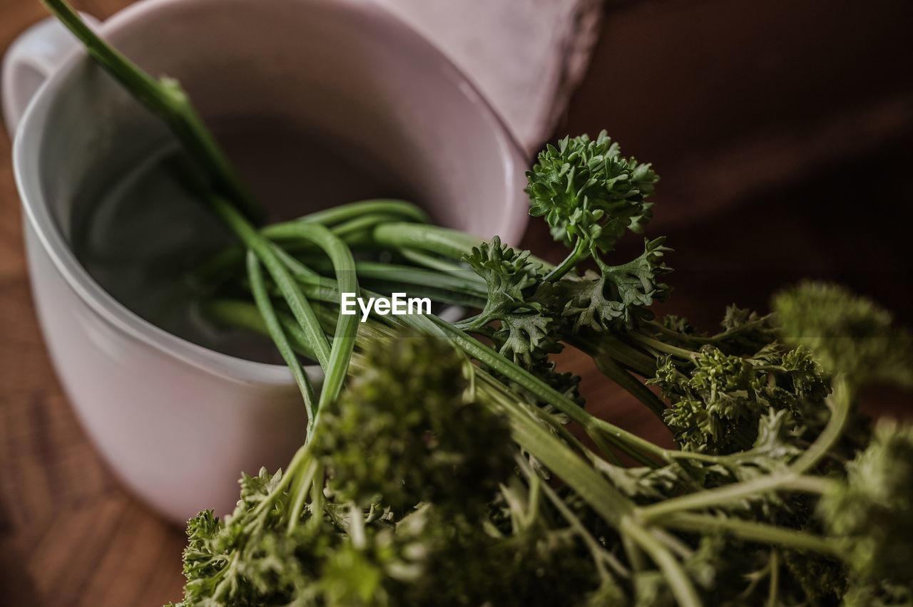 high angle view of potted plant