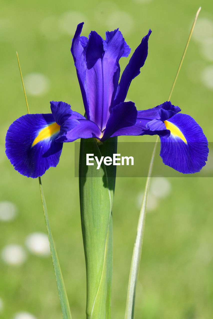 Close-up of purple iris blue flower